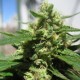 Auto King Kong