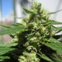 Auto Melon Gum