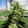 Auto King Kong