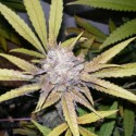 Auto King Kong
