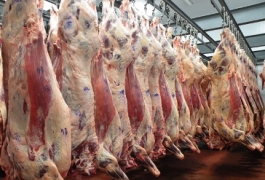 CARNE FRESCA y CONGELADA