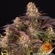 MIMOSA X ORANGE PUNCH