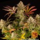 BLUE SUNSET SHERBERT