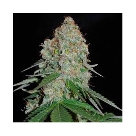 WHITE WIDOW  FEMINIZADA