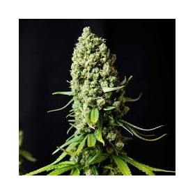SUPER SKUNK  FEMINIZADA