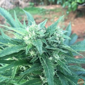 AUTO MANDALAY FEMINIZADA