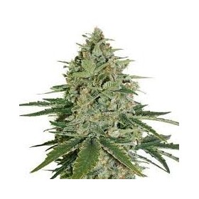 AUTO SKUNK