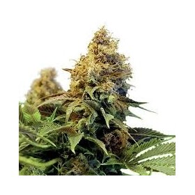 NORTHERN LIGHTS  FEMINIZADA