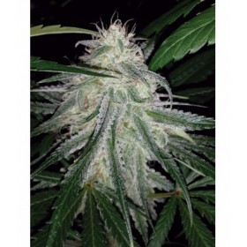 SHEER JUANITA