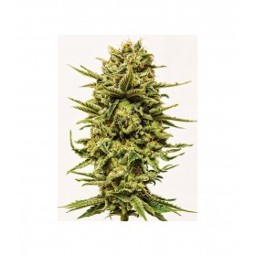 SHEER KUSH