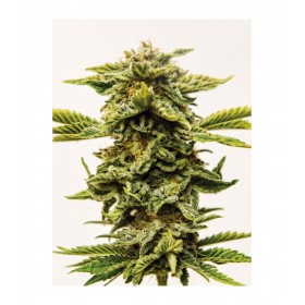 SHEER LEMON OG