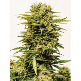 SHEER MANDARIN AUTO XXL