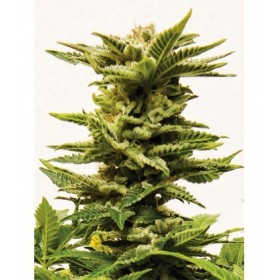 SHEER DIESEL AUTO XXL