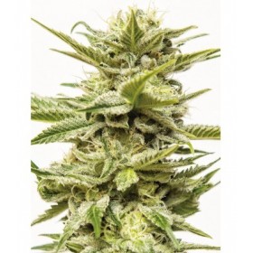 SHEER KUSH AUTO XXL