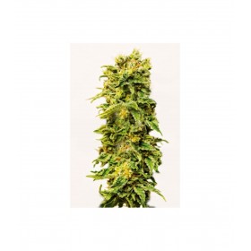 SHEER BLUE AUTO XXL