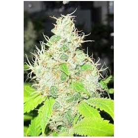 1024 MEDICAL SEEDS