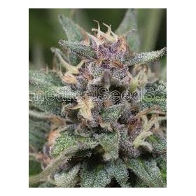 BLUEHELL AUTO