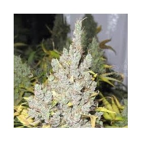 2046
