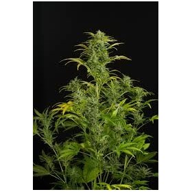 BLUE AMNESIA XXL AUTO