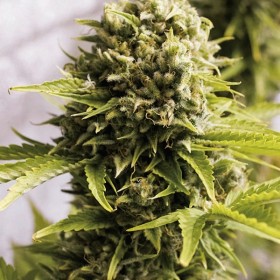 AUTO CHEESE