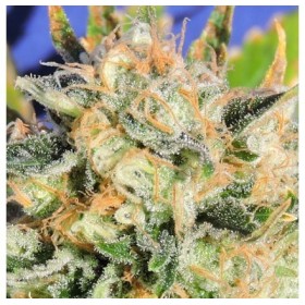 AUTO DIESEL