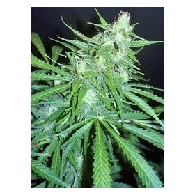 AUTO AMNESIA