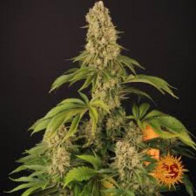 TROPICANNA BANANA