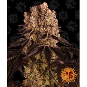 PURPLE PUNCH
