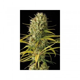 AMNESIA HY PRO