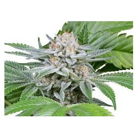 GORILLA FEMINIZADA