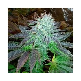LEMON KUSH FEMINIZADA