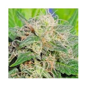 LEMON HAZE FEMINIZADA