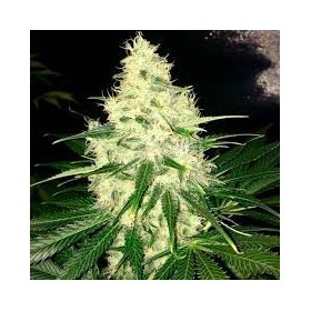 BLACK DOMINA FEMINIZADA