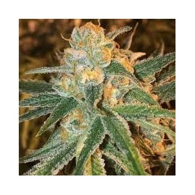 MANGO KUSH FEMINIZADA