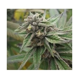 KOSHER KUSH FEMINIZADA