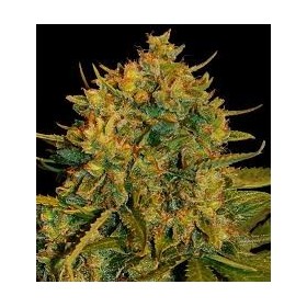 AUTO MAGNUM
