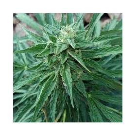 AUTO SOMANGO