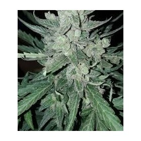 AUTO BLACK DOMINA XXL