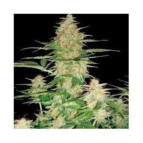 AUTO LEMON