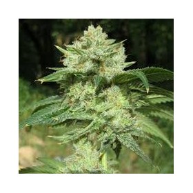 AUTO OG KUSH