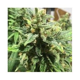 AUTO CREAM CARAMEL