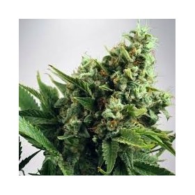 AUTO CREAM MANDARINE