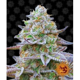 GORILLA ZKITTLEZ