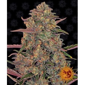 PINEAPPLE CHUNK