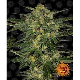 LSD