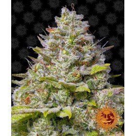 BLUE GELATO 41