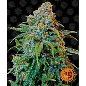 LIBERTY HAZE