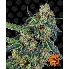 COOKIES KUSH