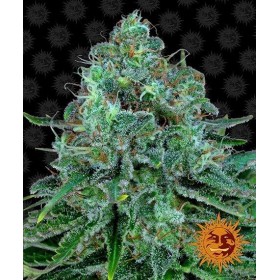 CRITICAL KUSH