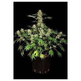 AUTO AK 47  FEMINIZADA
